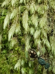 Ephutomorpha bicolorata