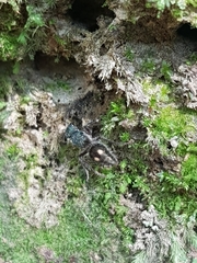 Ephutomorpha bicolorata