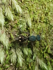 Ephutomorpha bicolorata