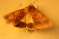 Australothis rubrescens