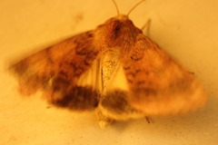 Australothis rubrescens