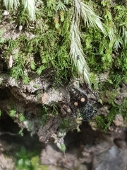 Ephutomorpha bicolorata