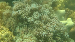 Conglomeratusclera coerulea