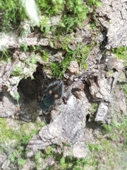 Ephutomorpha bicolorata