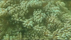 Conglomeratusclera coerulea
