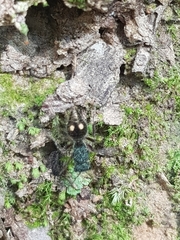 Ephutomorpha bicolorata