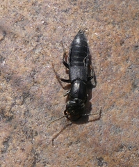 Tasgius melanarius