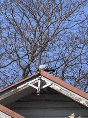 Columba livia domestica