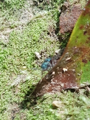 Ephutomorpha bicolorata