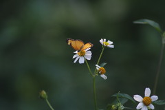 Tegosa anieta