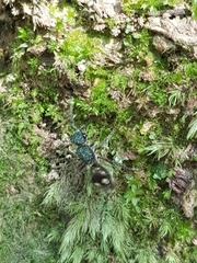 Ephutomorpha bicolorata