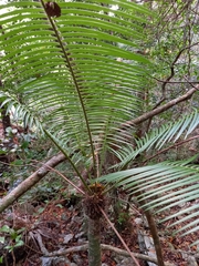 Microcycas calocoma