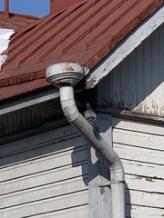 Columba livia domestica