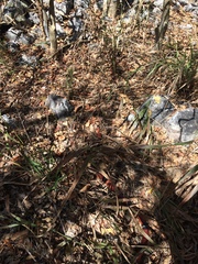 Lampropeltis polyzona