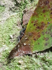 Ephutomorpha bicolorata