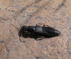 Tasgius melanarius