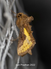 Thysanoplusia intermixta