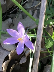 Crocus minimus