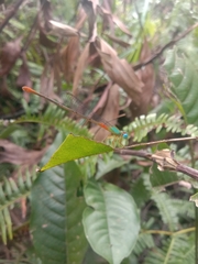 Ceriagrion cerinorubellum