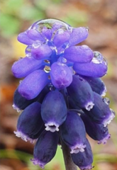 Muscari neglectum