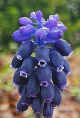 Muscari neglectum