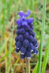 Muscari neglectum