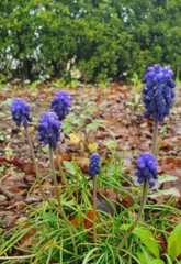 Muscari neglectum