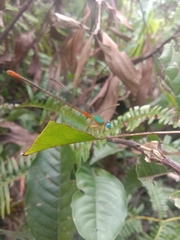 Ceriagrion cerinorubellum
