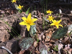 Erythronium rostratum