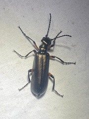 Lytta aenea