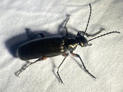 Lytta aenea