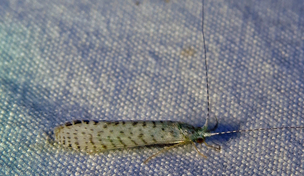 Radiant Long-horned Caddisfly