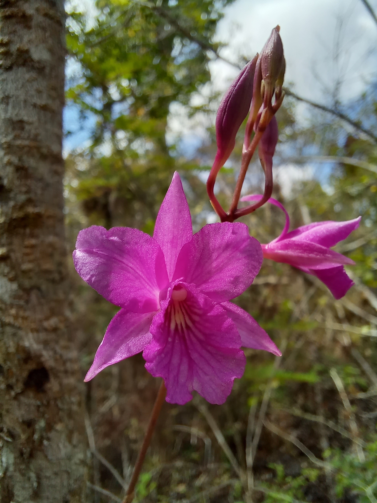 Broughtonia ortgiesiana Rchb.f.