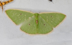 Comostola hauensteini