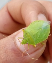 Chlorocoris distinctus
