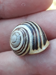 Cepaea hortensis