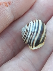 Cepaea hortensis