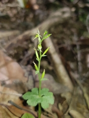 Acianthus amplexicaulis
