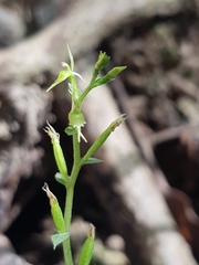 Acianthus amplexicaulis