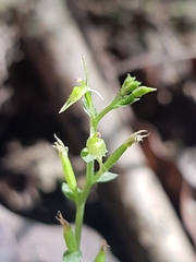 Acianthus amplexicaulis