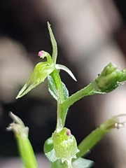 Acianthus amplexicaulis