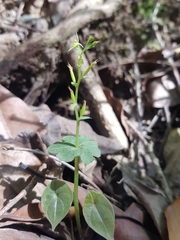 Acianthus amplexicaulis