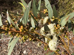 Eucalyptus phenax