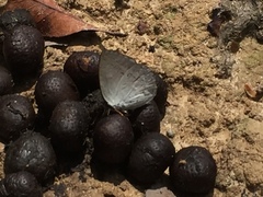 Curetis santana
