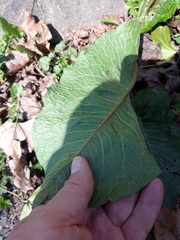 Rumex obtusifolius