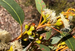 Eucalyptus phenax