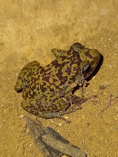 Guanahacabibes Frog, Eleutherodactylus guanahacabibes