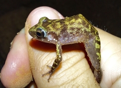 Eleutherodactylus guanahacabibes