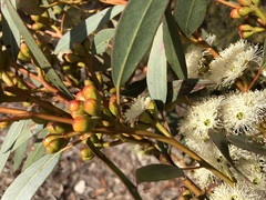 Eucalyptus phenax