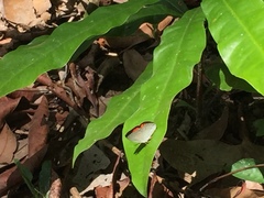 Curetis santana